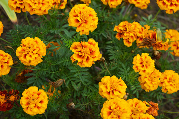 National Ukrainian autumn unusual and festive street flowers with small green leaves. Red and orange chernobrivtsi growing on Ukrainian soil, growing along the streets of the city of Dnipro.