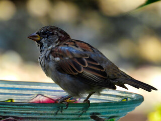 House Sparrow Bird Sits on the Edge of a Bird Bath in Closeup Profile View 