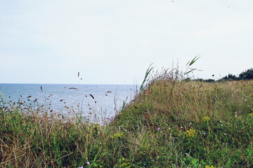 Prados sobre un acantilado al norte de la playa de Olimp. La costa del mar negro en Rumanía en un nublado día de verano. - obrazy, fototapety, plakaty