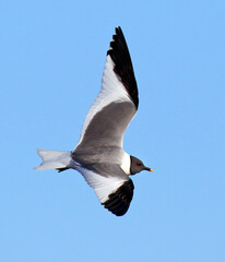 Sabine's Gull, Xema sabini