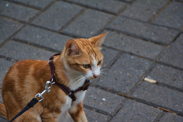 a cat on the street