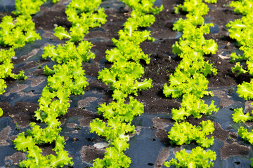 young lettuce on the farm