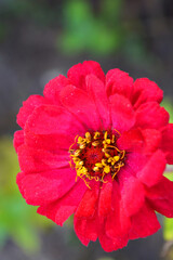Large and colorful red, scarlet, crimson flowers majors blooming in autumn and growing along the street of the city of Dnipro, the country of Ukraine.