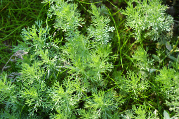 Bright and colorful grass, landscaping, wild grass with weeds growing in the meadow. Plants, land and lanshawt illuminated by the autumn sun in October.