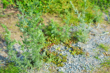 Bright and colorful grass, landscaping, wild grass with weeds growing in the meadow. Plants, land and lanshawt illuminated by the autumn sun in October.