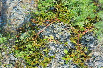 Bright and colorful grass, landscaping, wild grass with weeds growing in the meadow. Plants, land and lanshawt illuminated by the autumn sun in October.