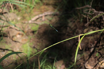 Libellule Aeschne bleue : odonate Europe de la famille des aeshnidae insecte. imago d'æschne bleue volant dans une forêt en Auvergne (France)