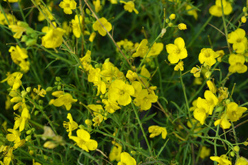 A dangerous plant, wild weeds - caustic buttercup (night blindness) with small yellow flowers illuminated by the sun. This is a killer grass, dangerous plants growing on the territory of Ukraine.