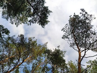 trees and sky