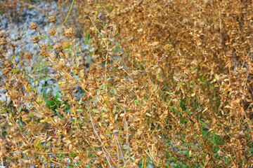 Drought, dried shrubs of golden flowers after a dry summer in late October.