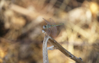 A female specimen of the red-veined darter or nomad (Sympetrum fonscolombii) a dragonfly of the...