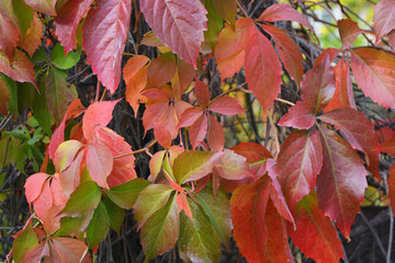 Bright colorful autumn leaves growing on a white concrete stone fence. Red, yellow, green, brown leaves are randomly arranged on an autumn background.