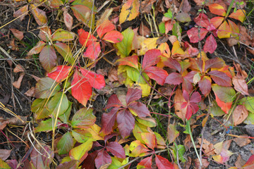 Bright colorful autumn leaves growing on a white concrete stone fence. Red, yellow, green, brown leaves are randomly arranged on an autumn background.