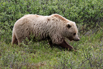 Brown Bear, Ursus arctos