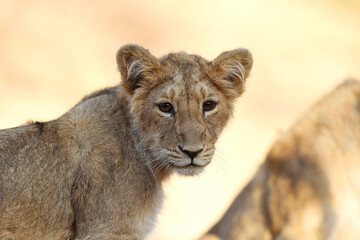 Obraz na płótnie Canvas Asiatic lion, Panthera leo leo