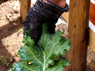 Close up of gardener holding kale plant
