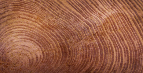 Fototapeta premium close up of a wood