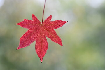 Foglia autunnale che pende da ramo con sfondo sfocato con sette punte