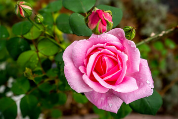 Blooming pink rose in the garden, close-up