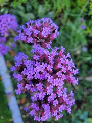 flowers in the garden