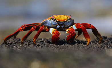 Fototapeta na wymiar Sally Lightfoot Crab, Grapsus grapsus