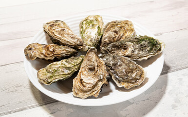 beautiful fresh hollow oysters from Brittany or Normandy in France
