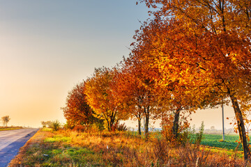 Fototapeta premium Autumn trees in good light with yellow-red leaves