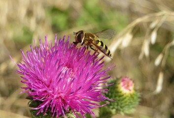 Hoverfly on purple thistle flower in the meadow, closeup