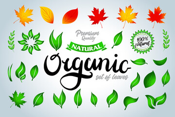 Set of colorful green and autumn leaves and organic lettering and design elements. Vector illustration.