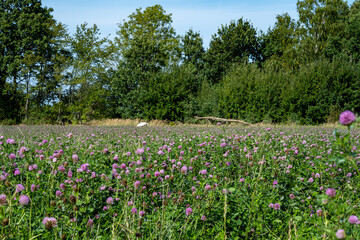 A field of pink clover flowers. Picture from Eslov, Scania county in Sweden