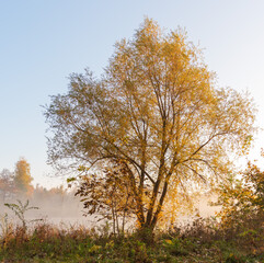 Fototapeta premium Autumn trees in good light with yellow-red leaves