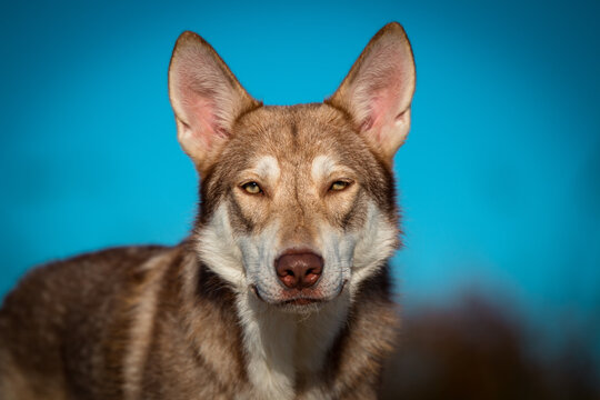 Saarlooswolfhond, Wolfhond, braun, waldbraun, Saaloos Wolfhond, wildfarben