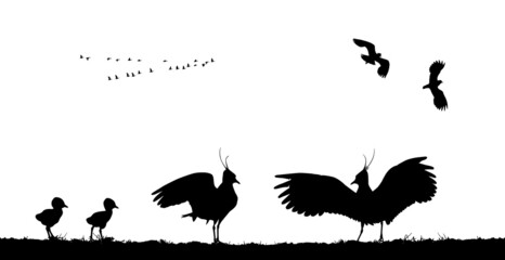 Northern lapwings family in field. Vector silhouette © Vitaly Ilyasov