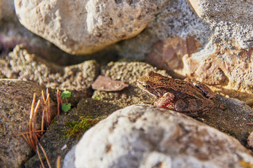 A frog, Slightly blurred in the sunlight, sits on the rocks.