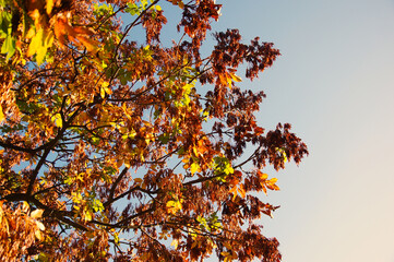 autumn leaves against blue sky
