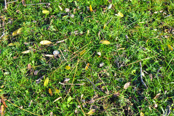Small green staves growing all over the earth with golden, yellow, orange leaves on it and all of them are illuminated by the November sun.