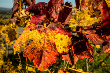 Grape leaves in a vineyard near Freiburg, Baden-Württemberg, Germany