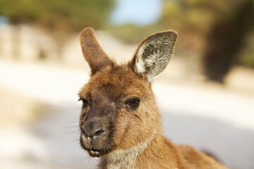 Känguru Portrait