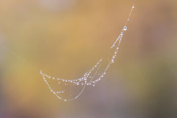 Magnificent necklace of fine spider web covered with water drops