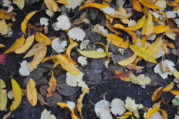 Fallen dry yellow, orange, red leaves of viburnum, peach, apple trees covered the black earth with a carpet in November.