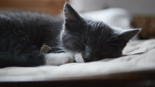 Cute Domestic Little Gray And White Spotted Kitty Sleeping On Chair Inside The House. Dolly Slider Shot..