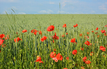 Wild poppy growing on a farm field among crops