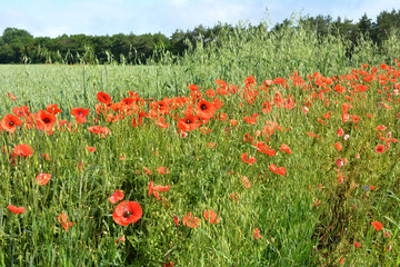 Wild poppy growing on a farm field among crops
