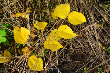 The bright, rich, colorful yellow golden leaves of the mulberry still hang from the branches and...