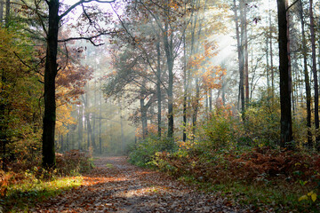 Jesienny las z promieniami słonecznymi