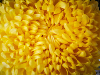 Background with yellow chrysanthemum flower