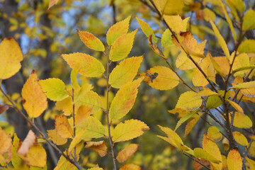 Unusual yellow, green, red, small leaves growing on thin shrub branches in November. A pleasant and exciting background of Ukrainian autumn with its unique beauty and insight.