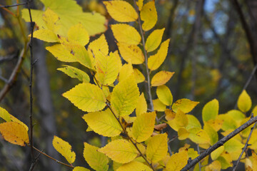 Unusual yellow, green, red, small leaves growing on thin shrub branches in November. A pleasant and exciting background of Ukrainian autumn with its unique beauty and insight.
