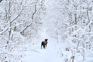 Dog discover the snowland