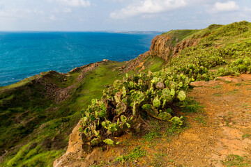 Bushes edible cactus prickly pear ficus indica in the foreground of the coast landscape from a high cliff in Chimei, Penghu, Taiwan